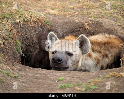 Spotted hyena (Crocuta crocuta) con il pup in den nel Masai Mara Conservancies, Kenya, Africa Foto Stock