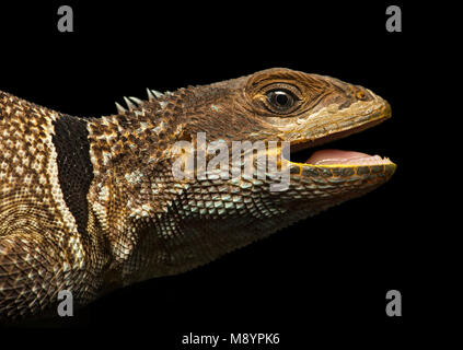 Madagascar swift (Oplurus cyclurus), un endemico malgascio arboree iguana (Opluridae), Ankanin Ny Nofy, Madagascar Foto Stock