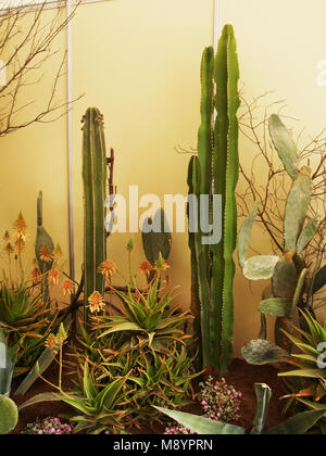 Collezione di cactus e piante grasse in mostra Foto Stock