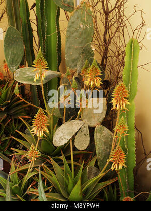 Collezione di cactus e piante grasse in mostra Foto Stock