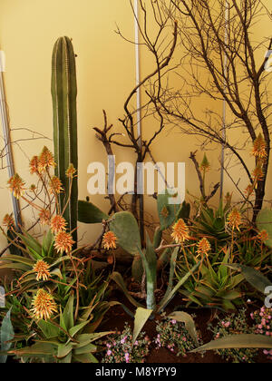 Collezione di cactus e piante grasse in mostra Foto Stock