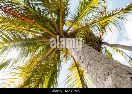 Una palma da cocco tree - ricerca di Palma foglie Foto Stock