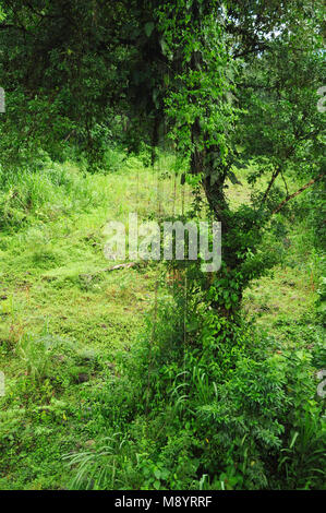 Epiphytic le piante che crescono su altre piante, sostenendo l'ecosistema della foresta pluviale. Foto Stock