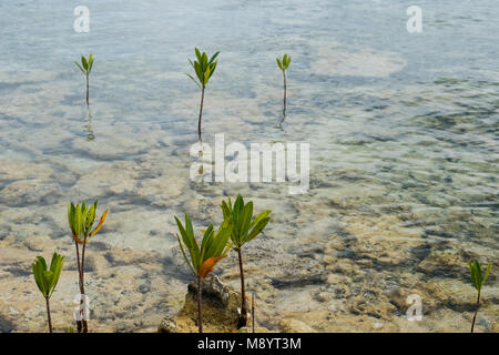 Giovani alberi di mangrovie che crescono in acque poco profonde - Foto Stock