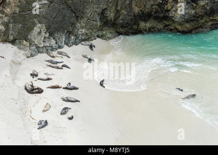 Guarnizione di tenuta del porto (Phoca vitulina) mamme & cuccioli, Cina Cove, Pt. Lobos Riserva Naturale Statale, CA, Stati Uniti d'America, aprile, da Dominique Braud/Dembinsky Foto Assoc Foto Stock