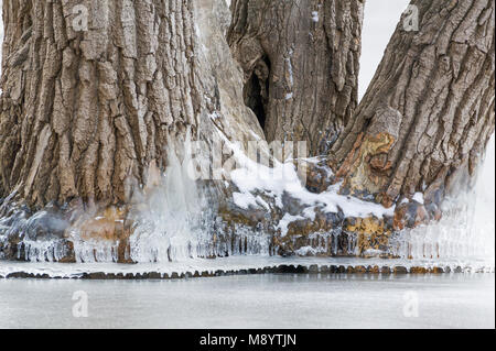 Albero circondato da ghiaccio. St. Croix sul fiume Hudson, WI, Stati Uniti d'America, Dicembre, da Dominique Braud/Dembinsky Foto Assoc Foto Stock
