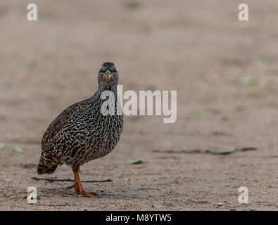 Natal Francolin aka Natal Spurfowl, Pternistis natalensis, nel Parco di Kruger NP, Sud Africa Foto Stock