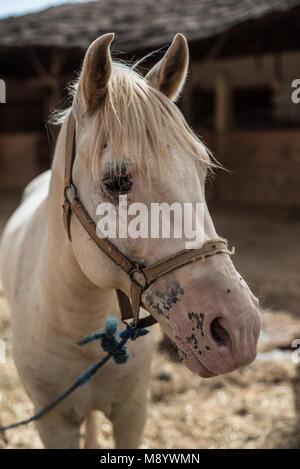 Ritratto di un bianco/biondo cavallo. Foto Stock