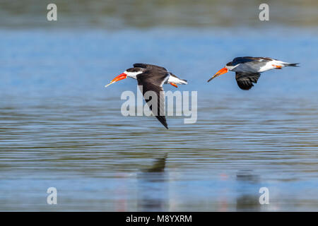 Battenti Skimmer volando sopra la valle del Nilo vicino al Raqabah nei pressi di Kom Ombo, Egitto. Gennaio 2012. Foto Stock