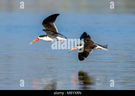 Battenti Skimmer volando sopra la valle del Nilo vicino al Raqabah nei pressi di Kom Ombo, Egitto. Gennaio 2012. Foto Stock