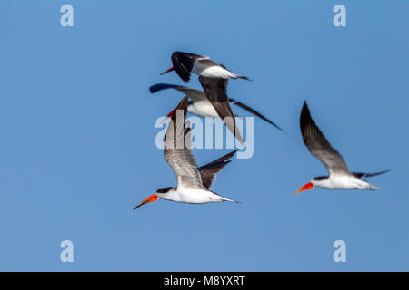 Battenti Skimmer volando sopra la valle del Nilo vicino al Raqabah nei pressi di Kom Ombo, Egitto. Gennaio 2012. Foto Stock