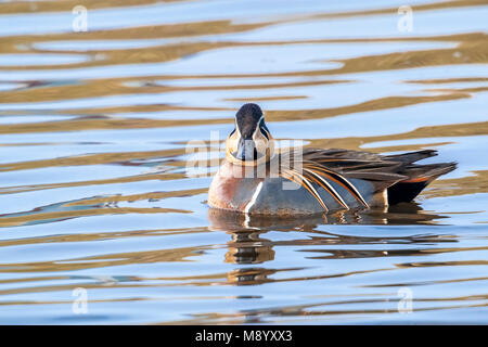 Voce maschile Baikal Teal nuotare in un canale vicino Almelo, Overijssel, Paesi Bassi. Febbraio 2010. Foto Stock