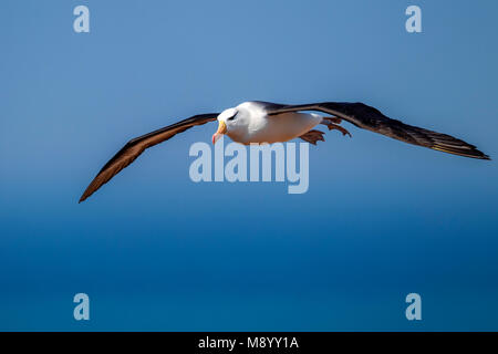 Famoso ritornare adulto nero-browed Albatross sull isola di Helgoland, Germania. Foto Stock