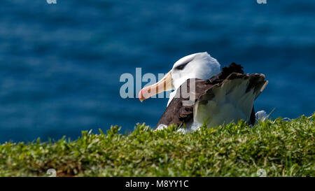 Famoso ritornare adulto nero-browed Albatross sull isola di Helgoland, Germania. Foto Stock