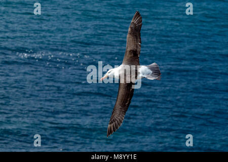 Famoso ritornare adulto nero-browed Albatross sull isola di Helgoland, Germania. Foto Stock