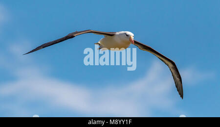 Famoso ritornare adulto nero-browed Albatross sull isola di Helgoland, Germania. Foto Stock