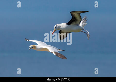 Famoso ritornare adulto nero-browed Albatross sull isola di Helgoland, Germania. Foto Stock