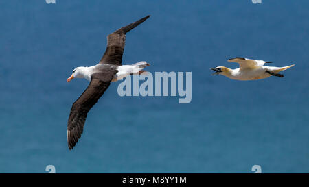 Famoso ritornare adulto nero-browed Albatross sull isola di Helgoland, Germania. Foto Stock