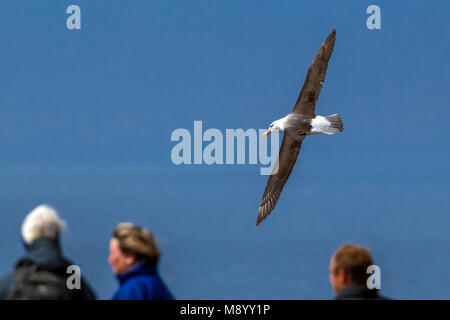 Famoso ritornare adulto nero-browed Albatross sull isola di Helgoland, Germania. Foto Stock