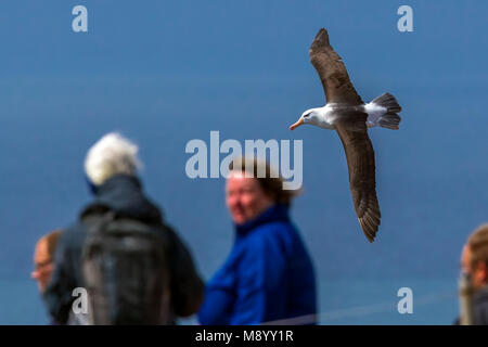 Famoso ritornare adulto nero-browed Albatross sull isola di Helgoland, Germania. Foto Stock