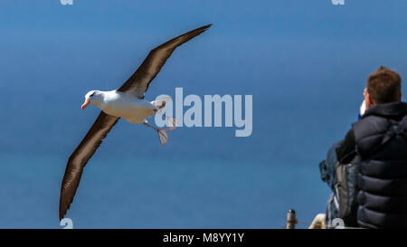 Famoso ritornare adulto nero-browed Albatross sull isola di Helgoland, Germania. Foto Stock