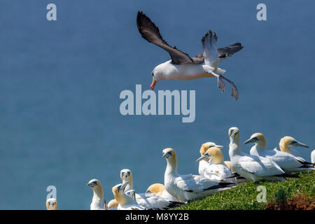 Famoso ritornare adulto nero-browed Albatross sull isola di Helgoland, Germania. Foto Stock