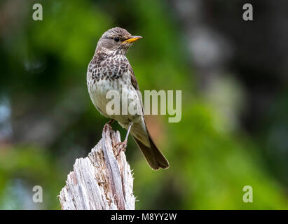 Femmina nera-throated Tordo appollaiato su un ramo vicino al suo nido a Mount Kvarkush, Ural montagna, Federazione russa. Giugno 2016. Foto Stock