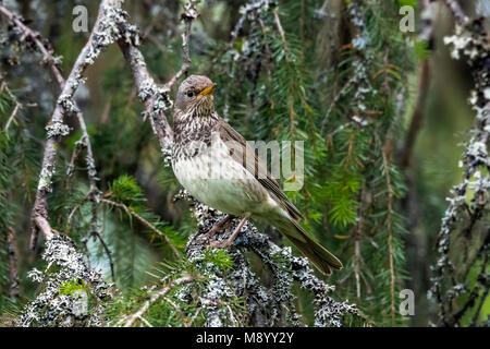 Femmina nera-throated Tordo appollaiato su un ramo vicino al suo nido a Mount Kvarkush, Ural montagna, Federazione russa. Giugno 2016. Foto Stock