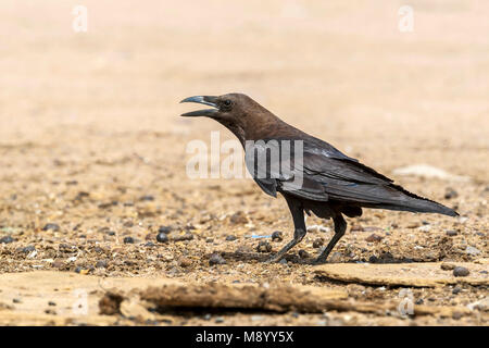 Brown a collo di Raven appollaiato vicino al mercato di cammelli di Bir Shalatein, Sud Egitto. Foto Stock