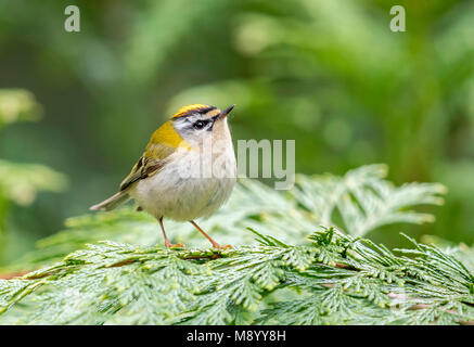 Maschio adulto Firecrest appollaiato su un ramo di Bruxelles in Belgio. Aprile 2017. Foto Stock