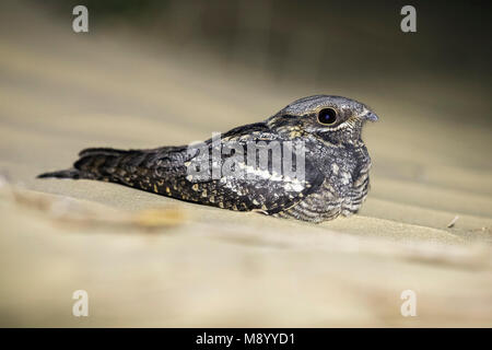 Caspian Eurasian Nightjar seduto per terra in Kazakhstan Maggio 2017.. Foto Stock