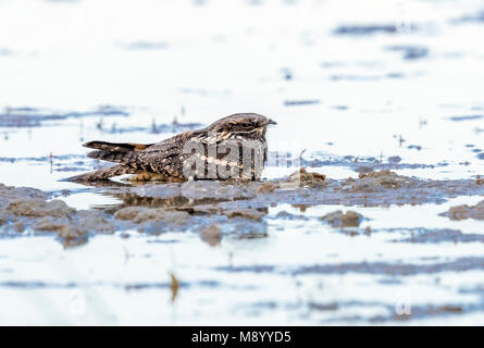 Caspian Eurasian Nightjar seduto per terra in Kazakhstan Maggio 2017.. Foto Stock