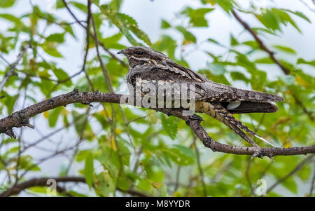 Caspian Eurasian Nightjar seduto su un ramo in Atyrau, Kazakistan Maggio 2017. Foto Stock