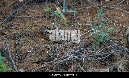 Caspian Eurasian Nightjar seduto per terra in Kazakhstan Maggio 2017. Foto Stock