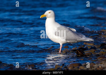 Glaucous Gull seduto su una spiaggia a Longyearbyen, Svalbard. Giugno 2010. Foto Stock