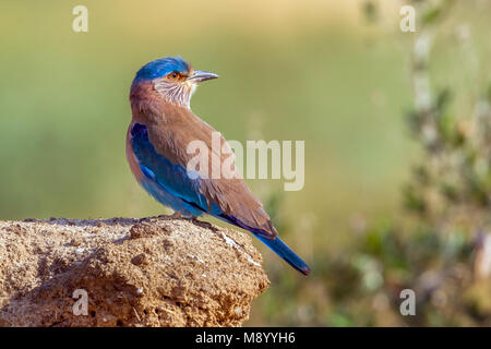 Adulto rullo indiano appollaiato su un albero in campi di articolazione, Kuwait. Gennaio 2011. Volwassen Indische Scharrelaar op een stok in campi di articolazione, Kuwait. Janua Foto Stock