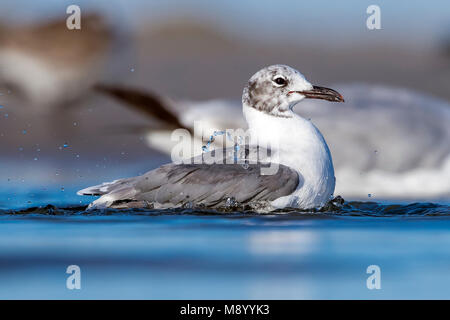 Ridendo Gull dispone di una vasca da bagno su una spiaggia, North Wildwood, New Jersey. Agosto 2016. Foto Stock