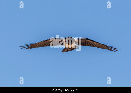 Pied Crow (Corvus albus) Café Chtoukan, Tchtoukan, Sahara Occidentale e il Marocco. (N24°40'0,7" - W14°52'5,8") recentemente 2 uccelli sono stati avvistati in Western Sahar Foto Stock