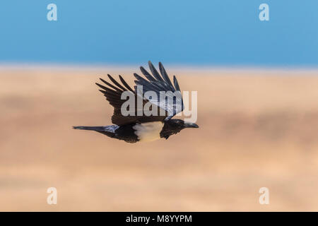 Pied Crow (Corvus albus) Café Chtoukan, Tchtoukan, Sahara Occidentale e il Marocco. (N24°40'0,7" - W14°52'5,8") recentemente 2 uccelli sono stati avvistati in Western Sahar Foto Stock