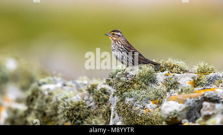 Femmina rosso-winged Blackbird arroccato su una parete in North Ronaldsay, Orkney Islands. Maggio 14, 2017. Foto Stock