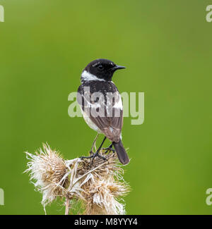 Adulto maschio siberiano Stonechat appollaiato su un ramo in Monetnyy, vicino a Ekaterinburg, Russia. Giugno 2016. Foto Stock