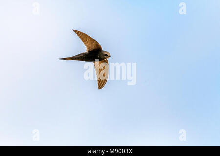 Bianco-rumped Swift battenti in Portogallo, Agosto 2012. Foto Stock