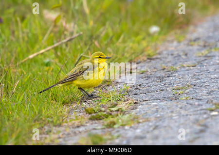 Britannico maschio giallo Wagtail seduto su una strada vicino ad Anversa, Belgio. Maggio 2017. Foto Stock