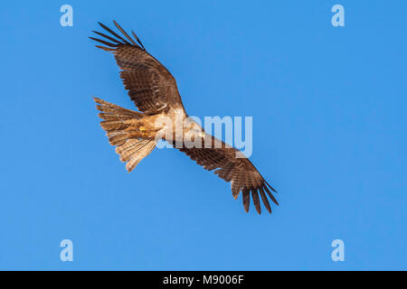 Giallo-fatturati Kite volando sul lago Nasser, Abu Simbel Egitto. Aprile 2009. Foto Stock