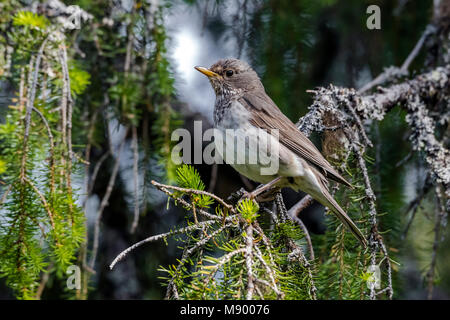 Femmina nera-throated Tordo appollaiato su un ramo vicino al suo nido a Mount Kvarkush, Ural montagna, Federazione russa. Giugno 2016. Foto Stock