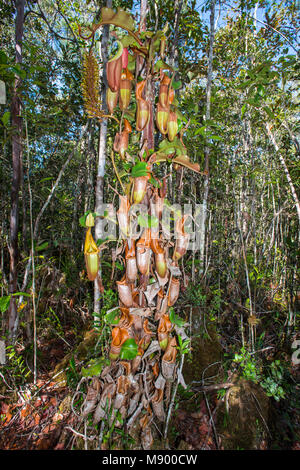 Brocca Piante, Nepenthes veitchii, Maliau Basin, Sabah, Malesia, Borneo Foto Stock