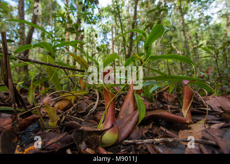 Pianta brocca, Nepenthes reinwardtiana, Maliau Basin, Sabah, Malesia, Borneo Foto Stock