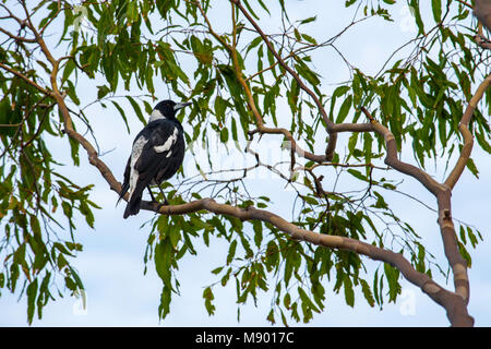 Un australiano gazza (Gymnorhina tibicen) seduto in un eucalipto (GUM) tree a Sydney Foto Stock