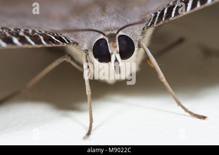 Di fronte ad una coda di rondine tropicale Tarma, zampa di Lissa, Maliau Basin, Sabah, Malesia, Borneo Foto Stock