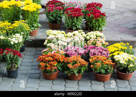 Crisantemi diversi piccoli fiori in vasi venduti nel centro giardino. Coloratissimi fiori chrysanths Foto Stock